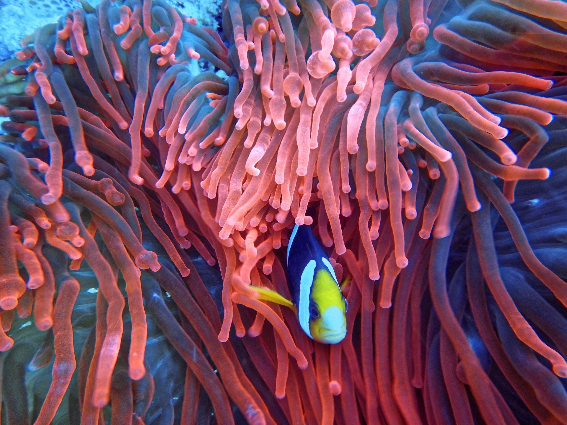 caerus change coral reef with clown fish