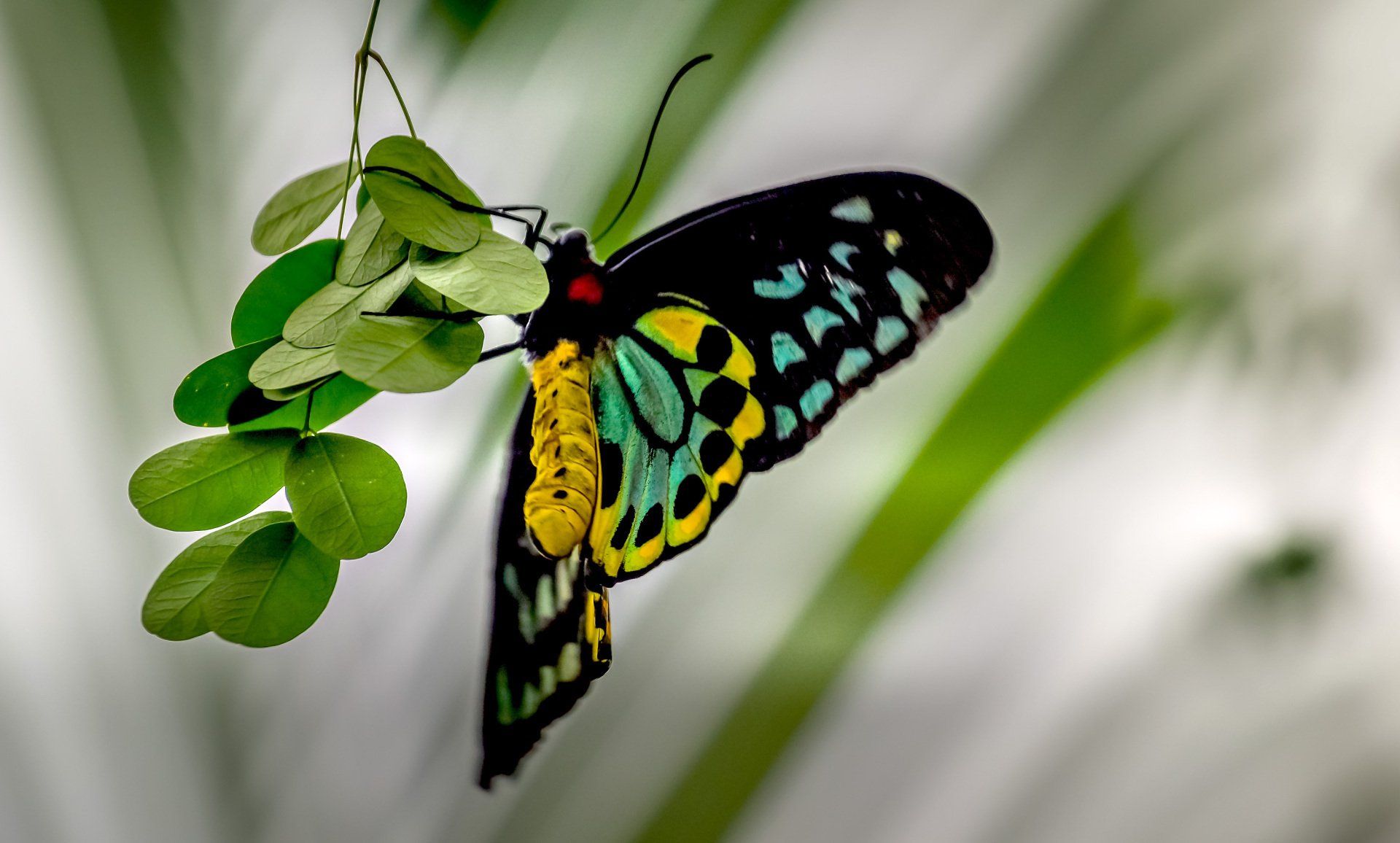 Colorful butterfly perched on green leaves. Black, teal, yellow, and red. Blurred background.