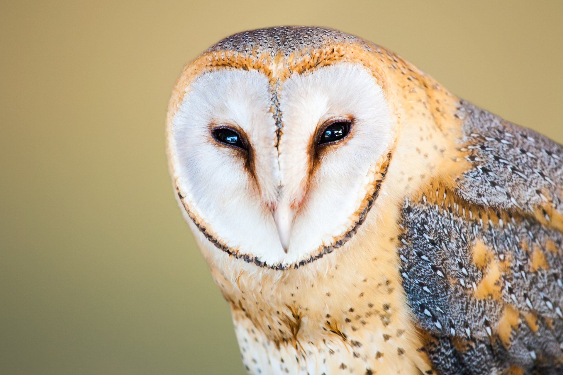 Barn Owl