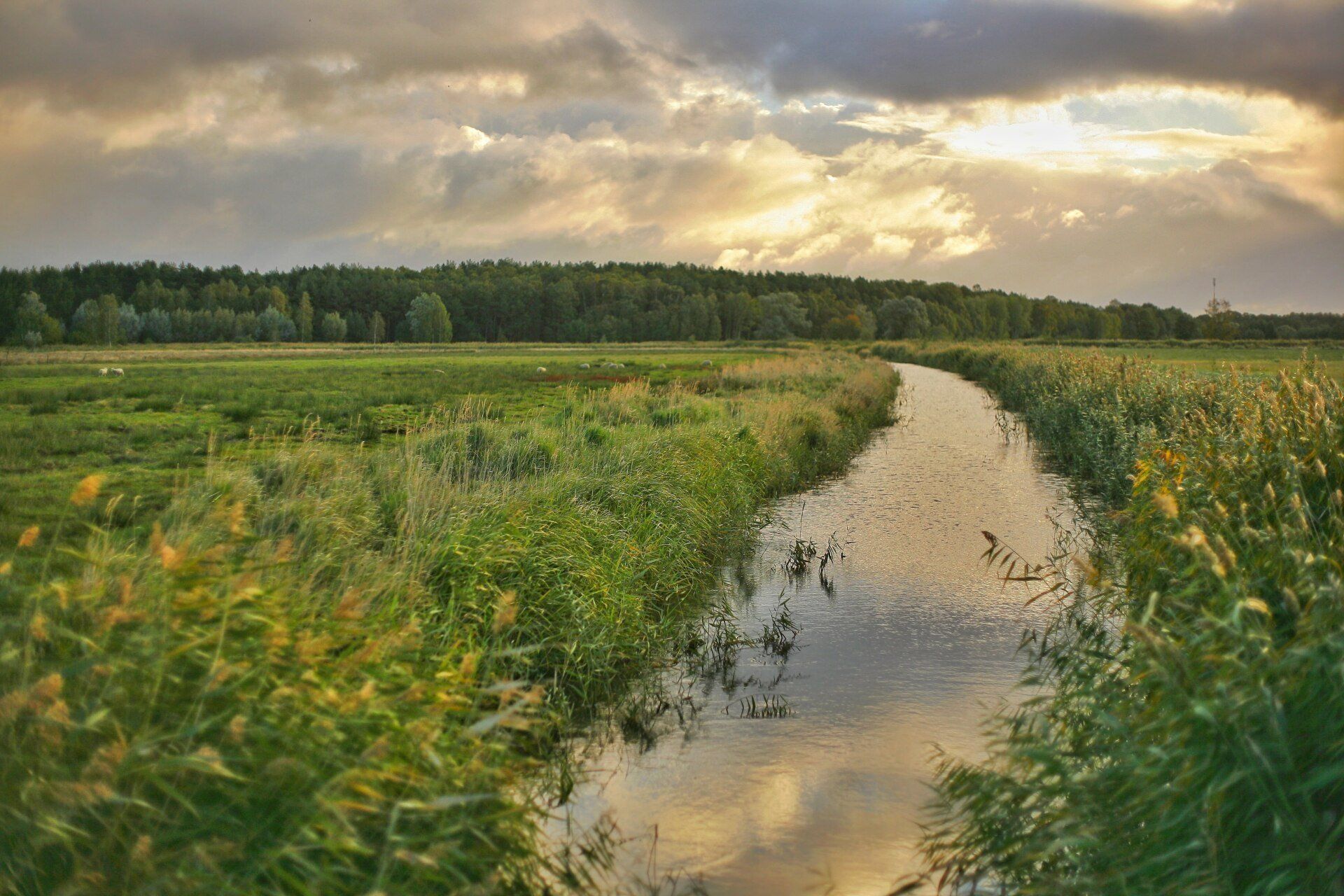 A small river runs through a grassy field.