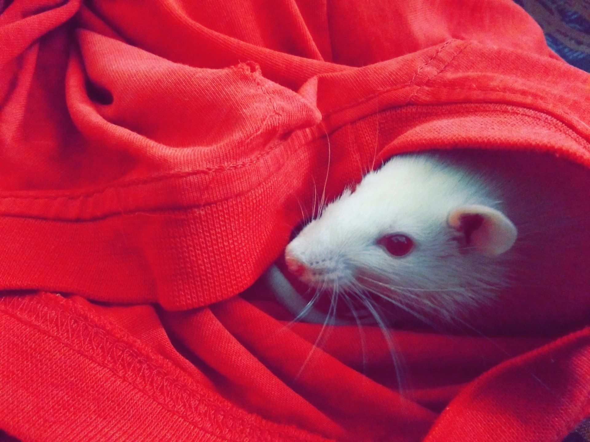 A white mouse is wrapped in a red blanket