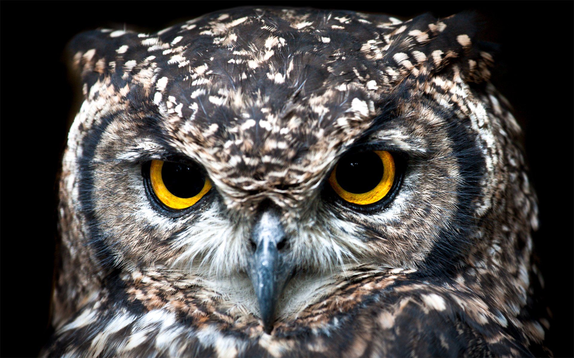 A close up of an owl 's face with yellow eyes on a black background.