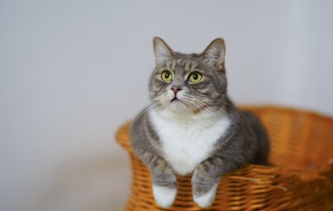 cat sitting in a basket