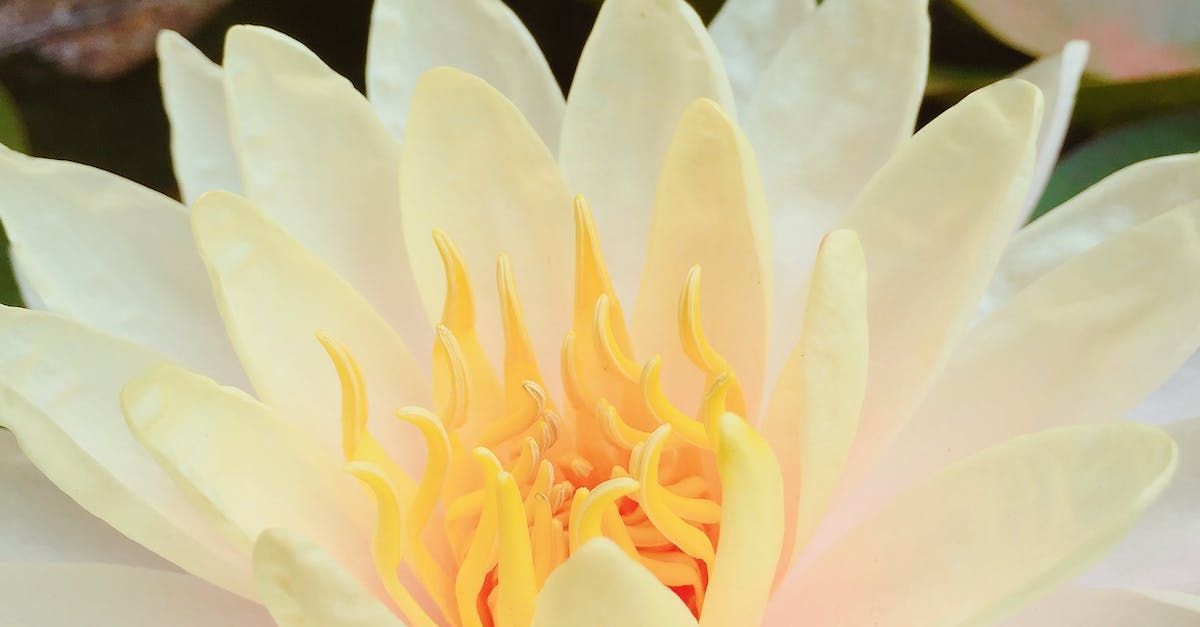 Lotus Flower