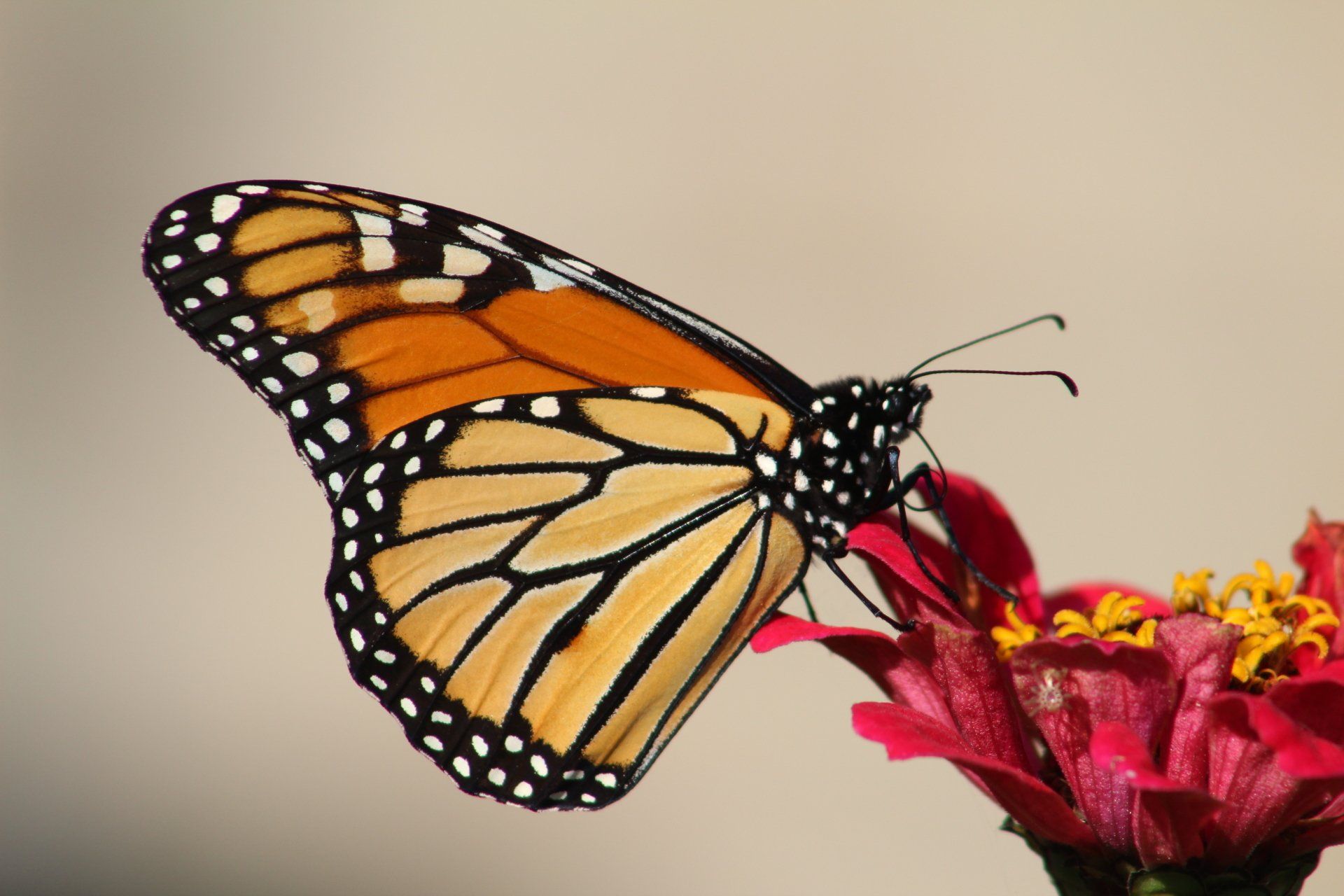 Monarch butterfly with orange and black wings, perched on a red flower.