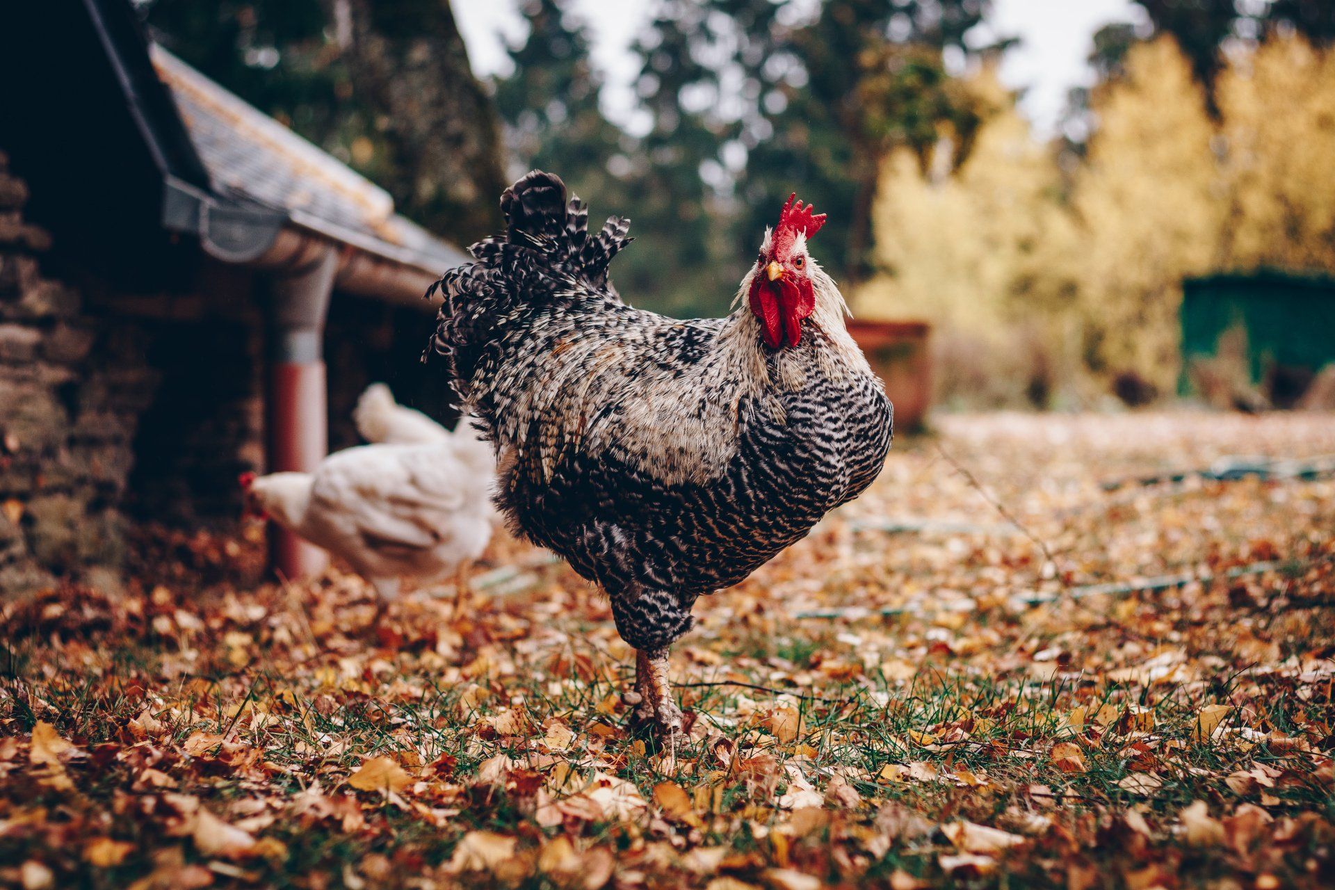 Barredrock Rooster