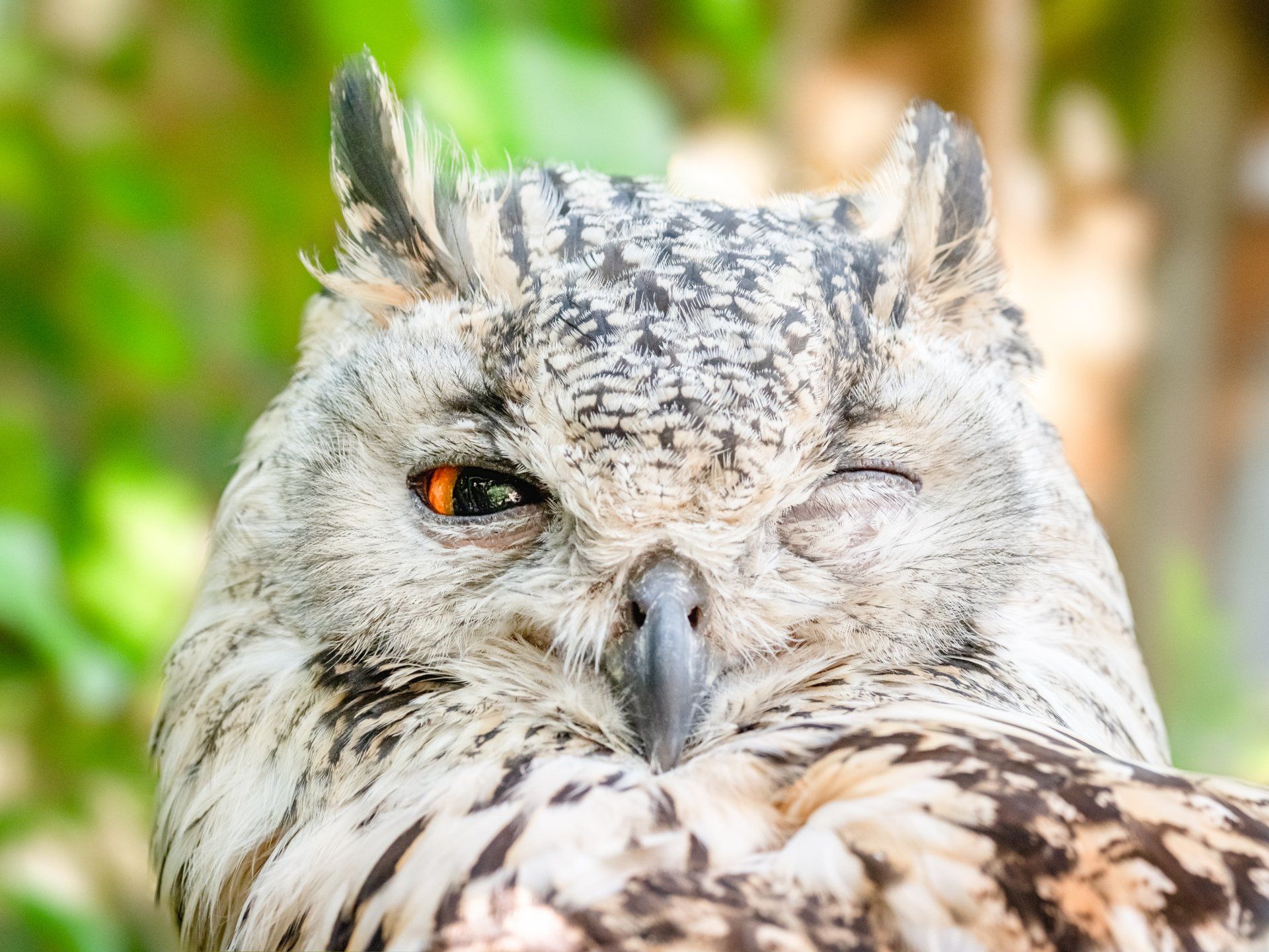 Owl winking, close-up shot, with orange eyes, white and brown feathers, against a blurred green background.