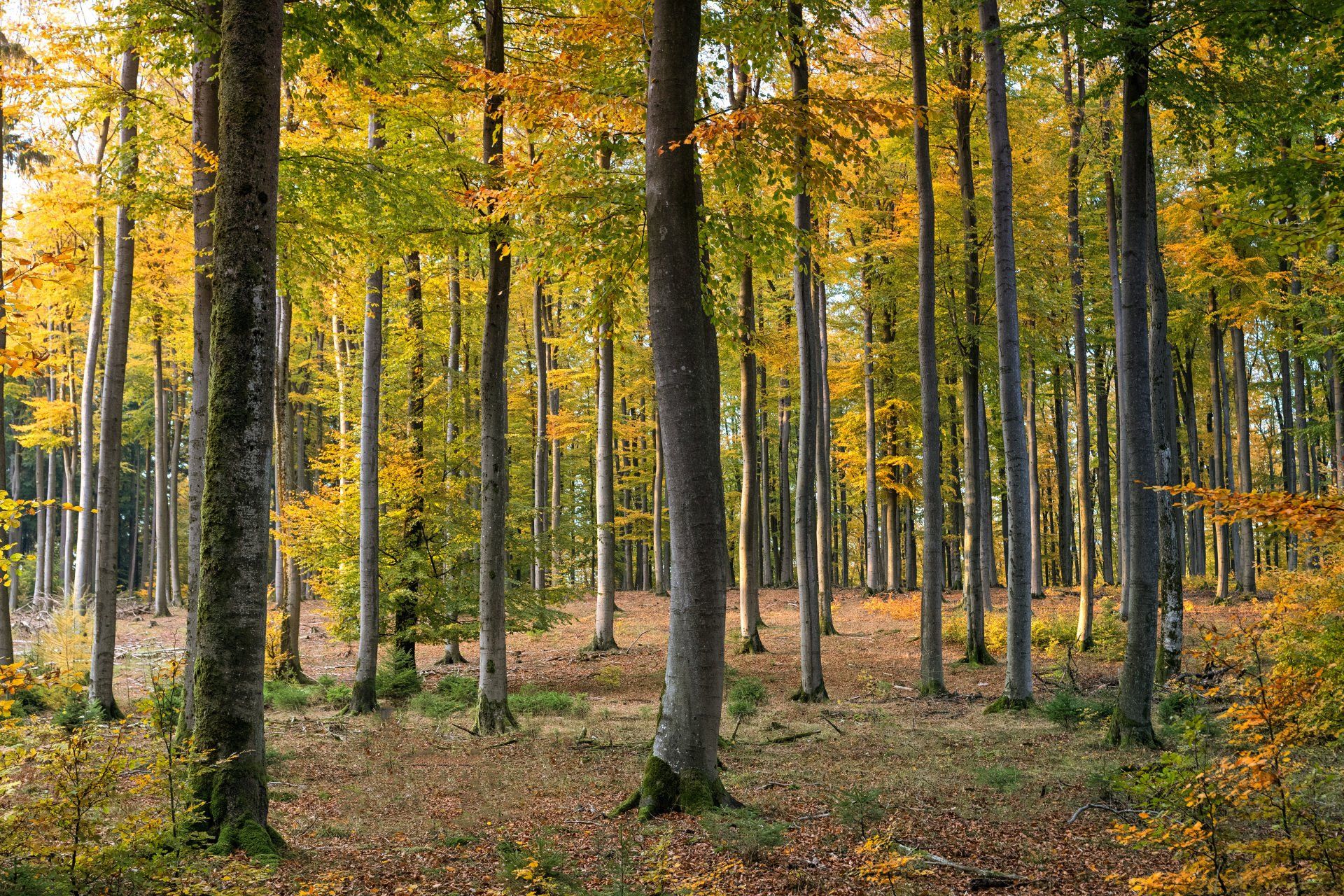Resilienz: Stark bleiben trotz Widrigkeiten. Flexibel wie ein Baum im Sturm, erholen wir uns und wachsen an Herausforderungen