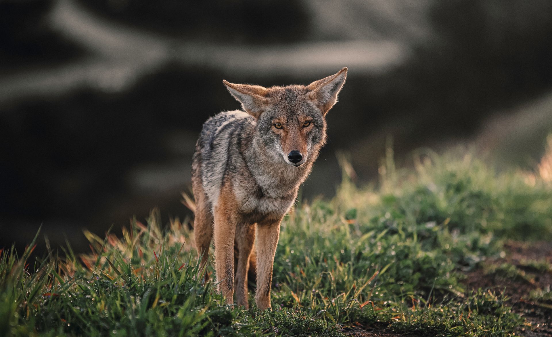 coyote removal buford ga Coyote standing in grass, brown and tan fur, looking forward, hillside backdrop.