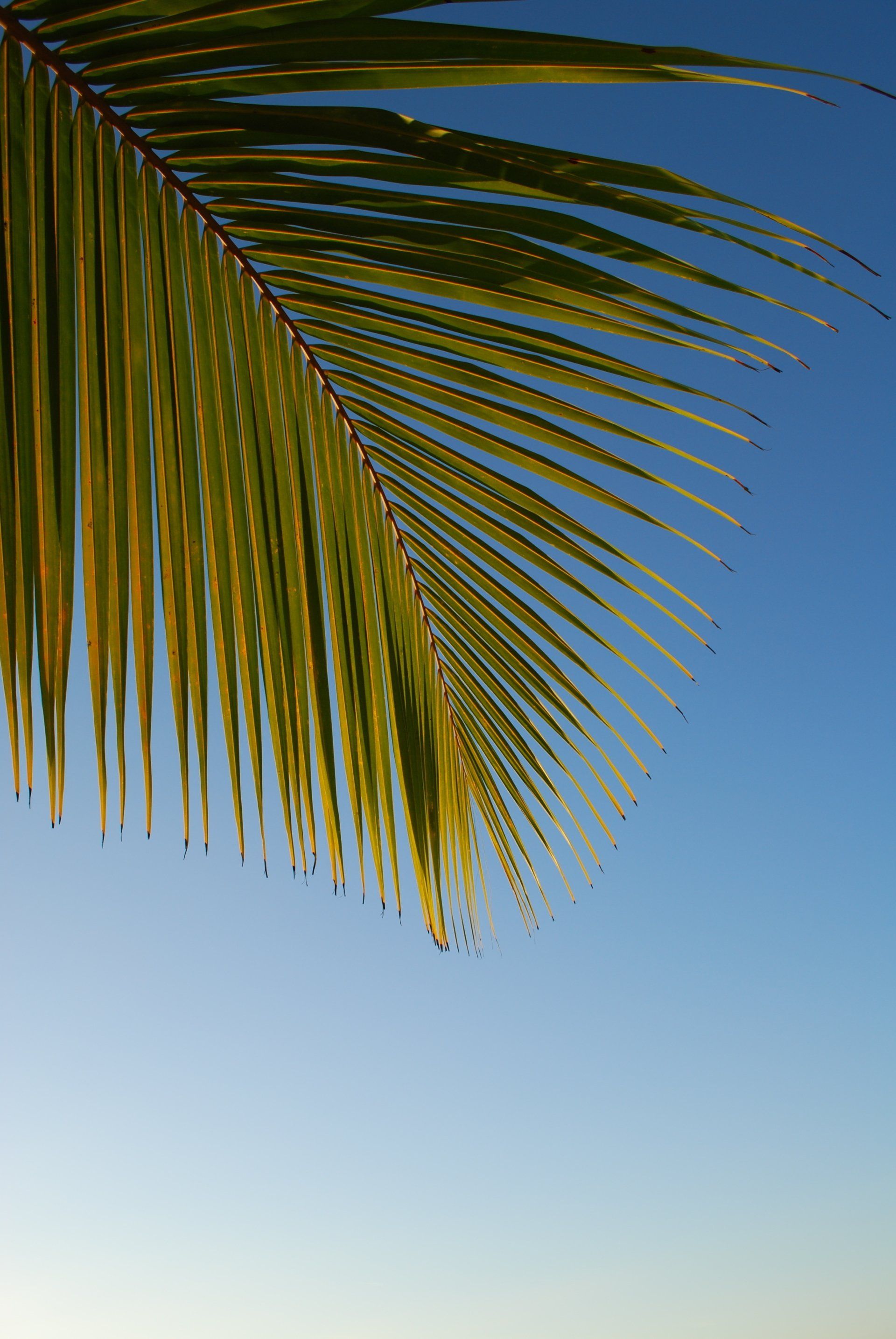 Palm frond against a clear blue sky, illuminated by sunlight.