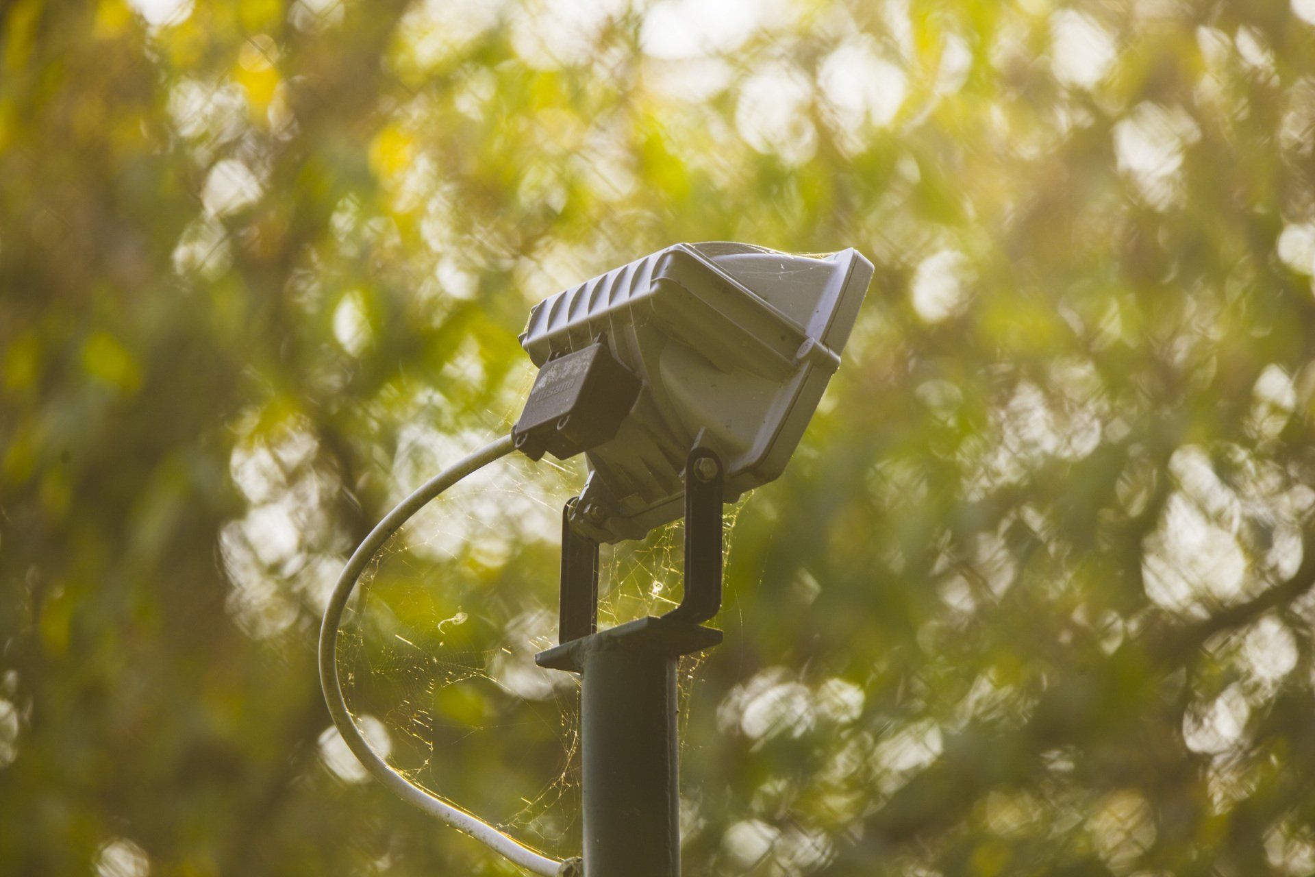 Landscape Lighting | Land O Lakes, FL | Stumped Up