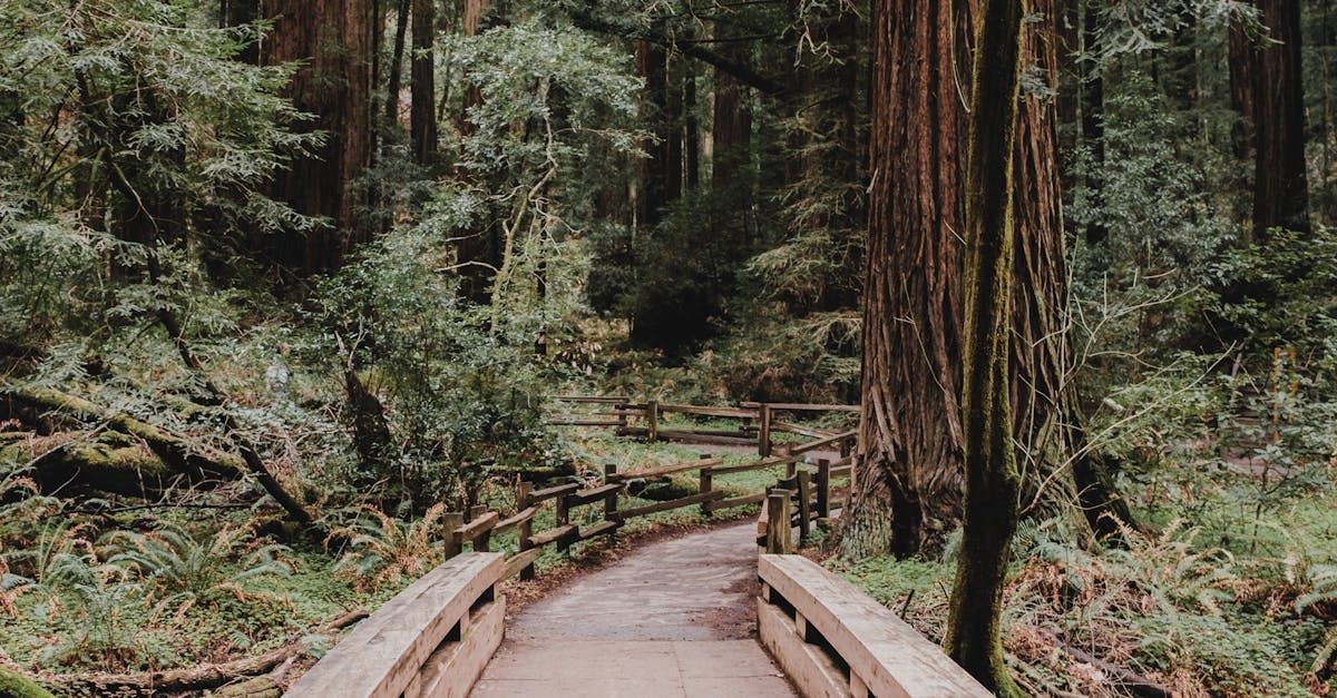 A wooden bridge in the middle of a forest.