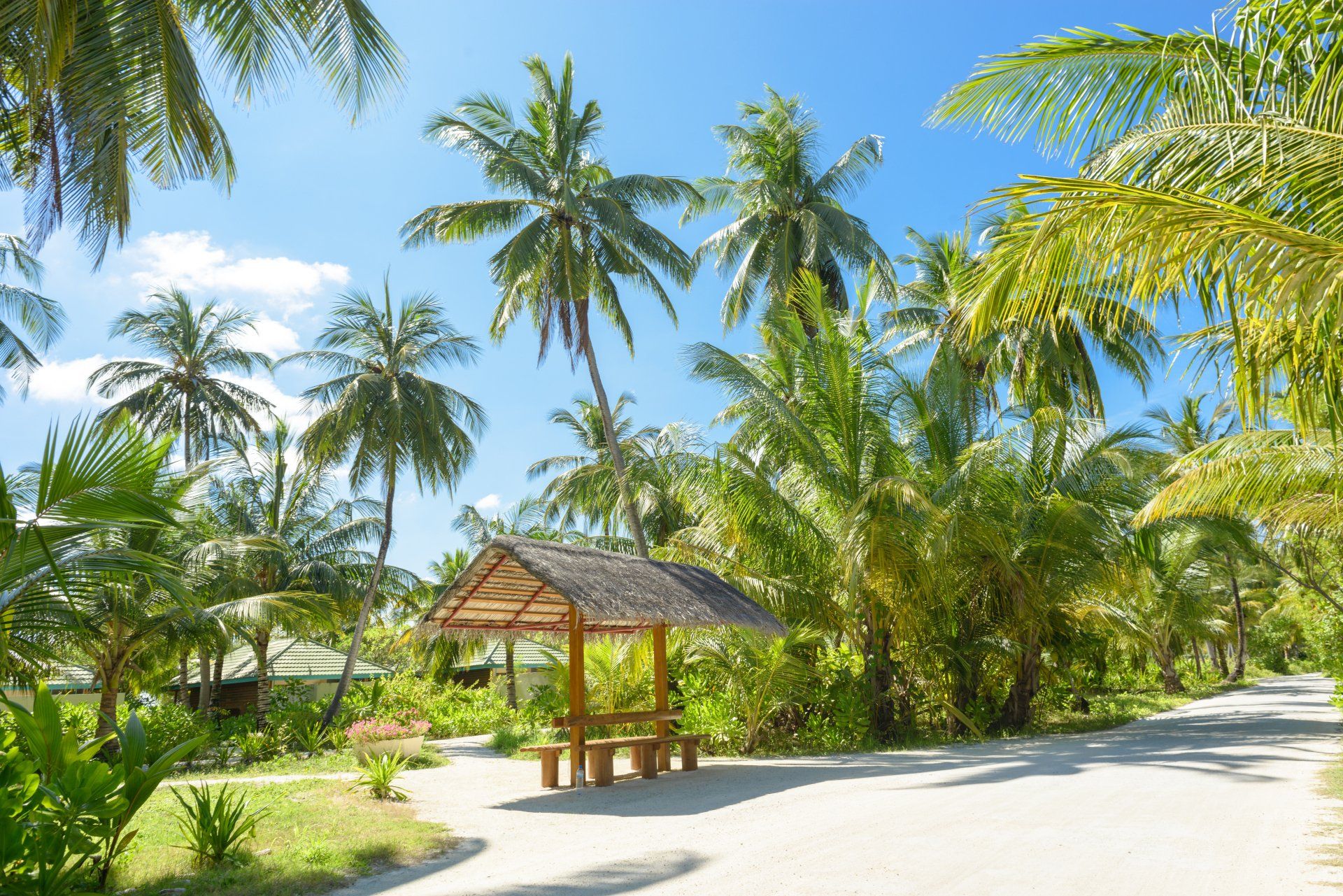 A wooden hut with a thatched roof is surrounded by palm trees on a tropical island.