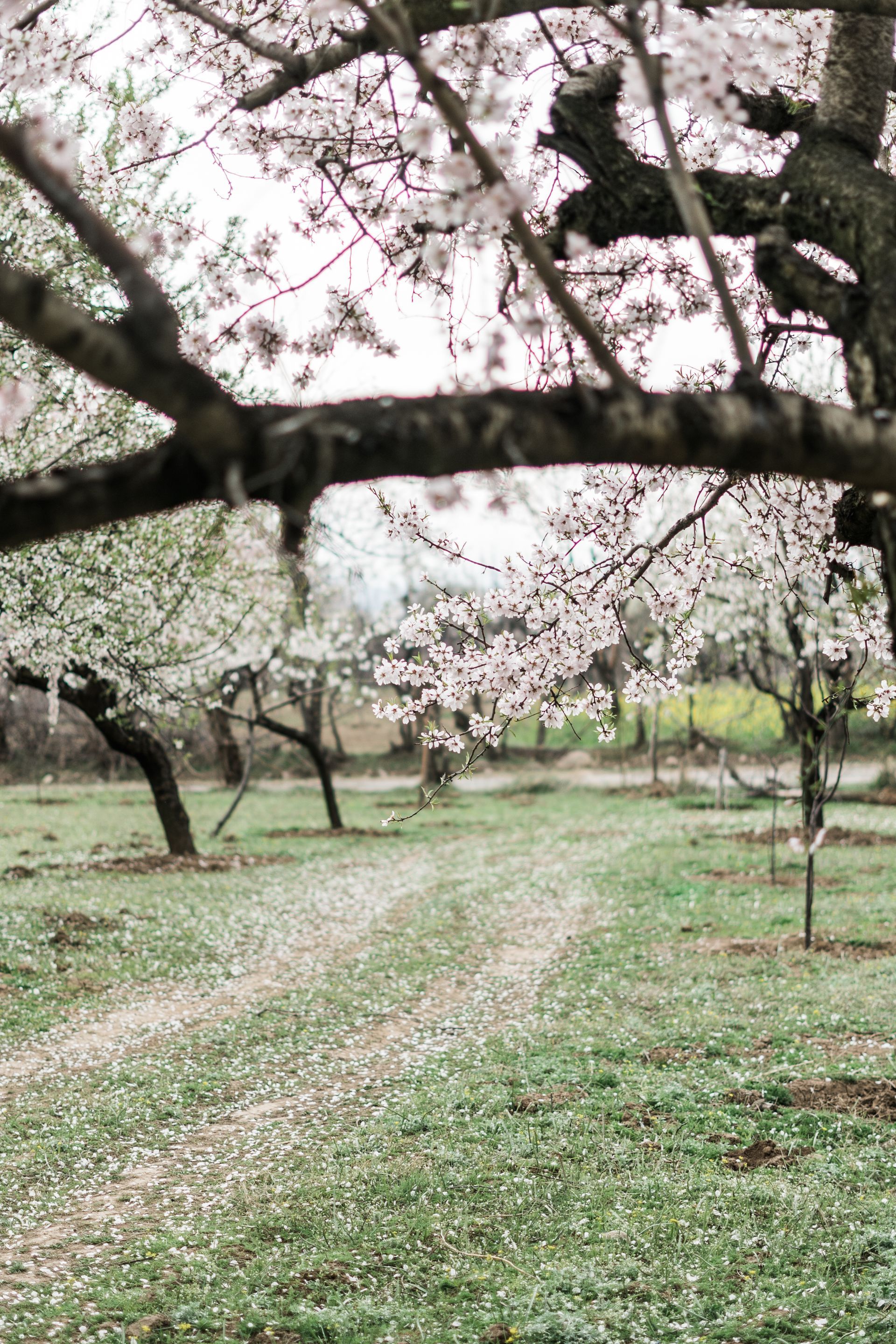 Photo of mature fruit orchard in bloom