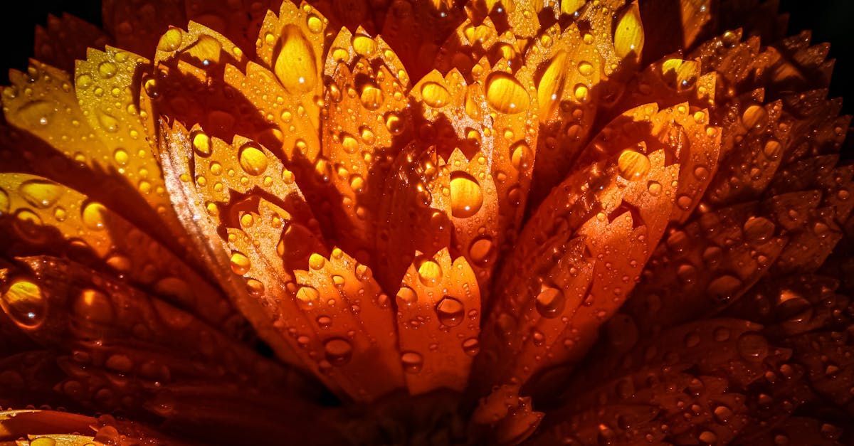 Close-up of an orange flower with water droplets clinging to the petals, contrasting against a dark background.