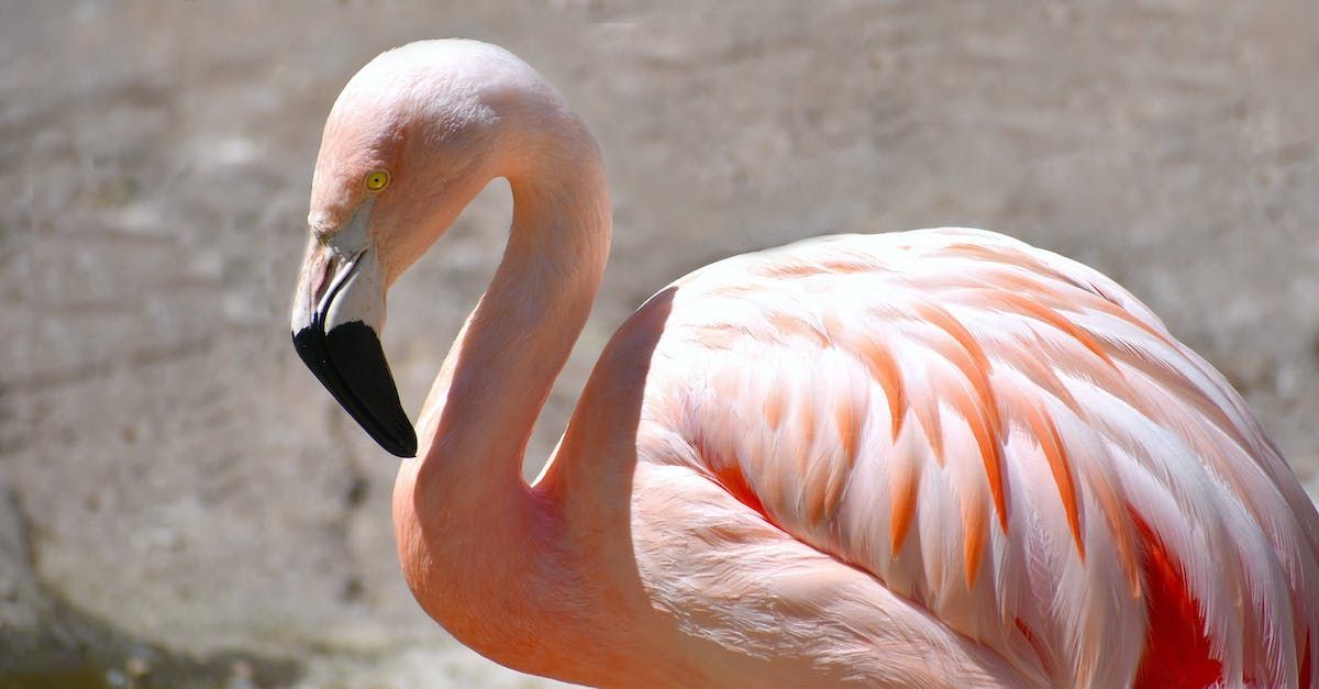 Bird Watching In Sardinia 
