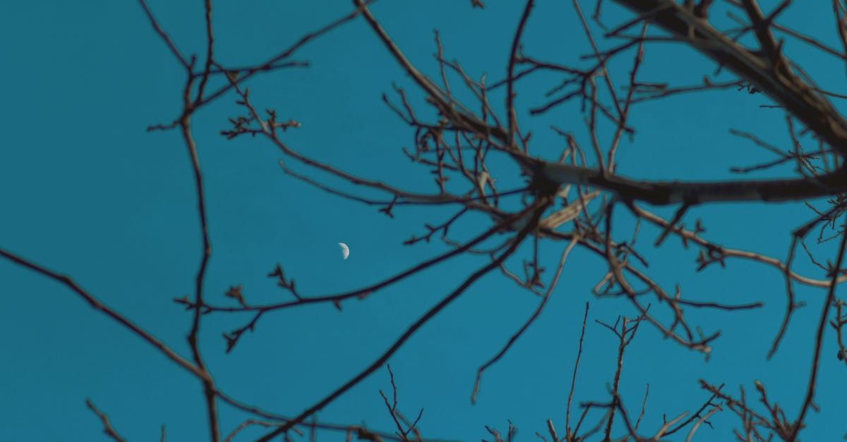 Emergency Tree Removal Indianapolis