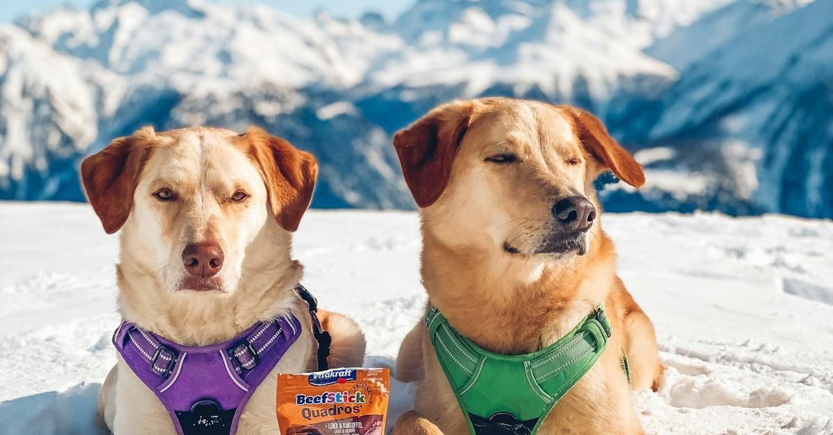 Two golden retrievers in the snow