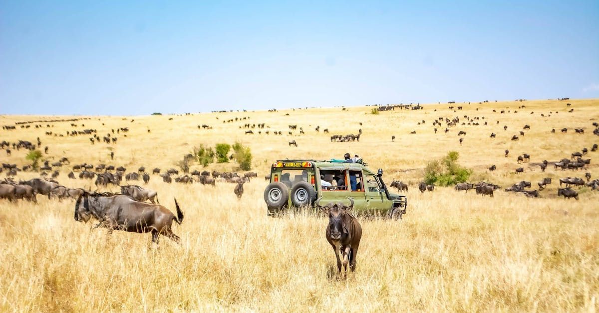 White-bearded wildebeests in Maasai Mara National Reserve, Kenya.