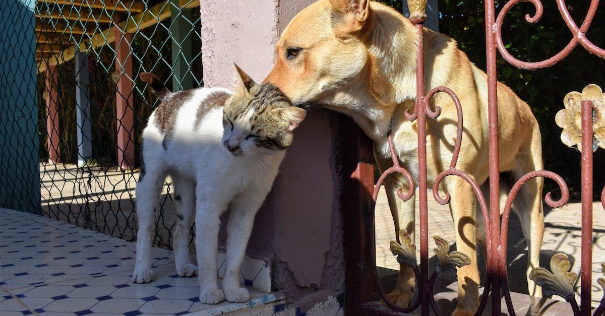 cat and dog