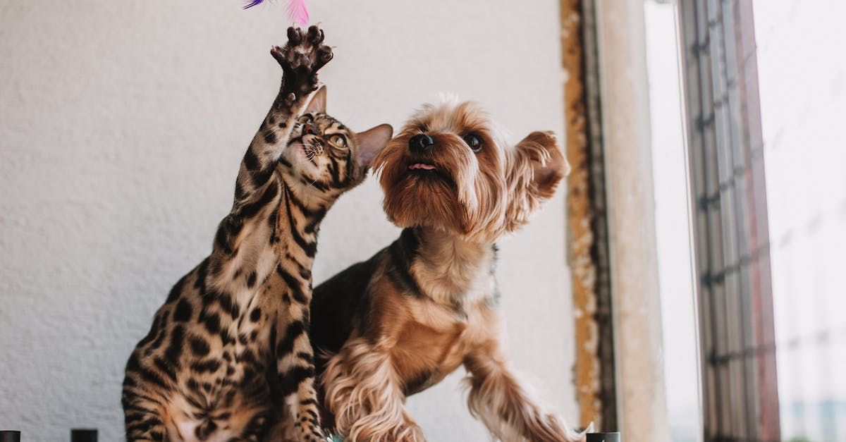 A cat and a dog are playing with a toy together.