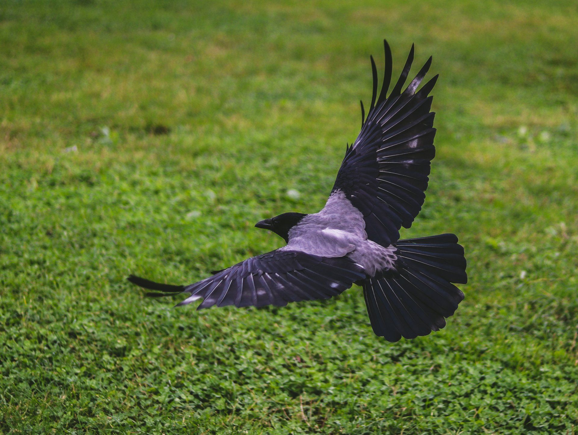 crow at Auchigarrich wildlife park