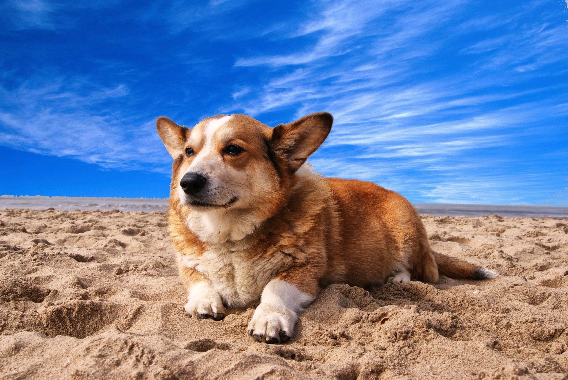 K9 Hyperbaric Oxygen Therapy