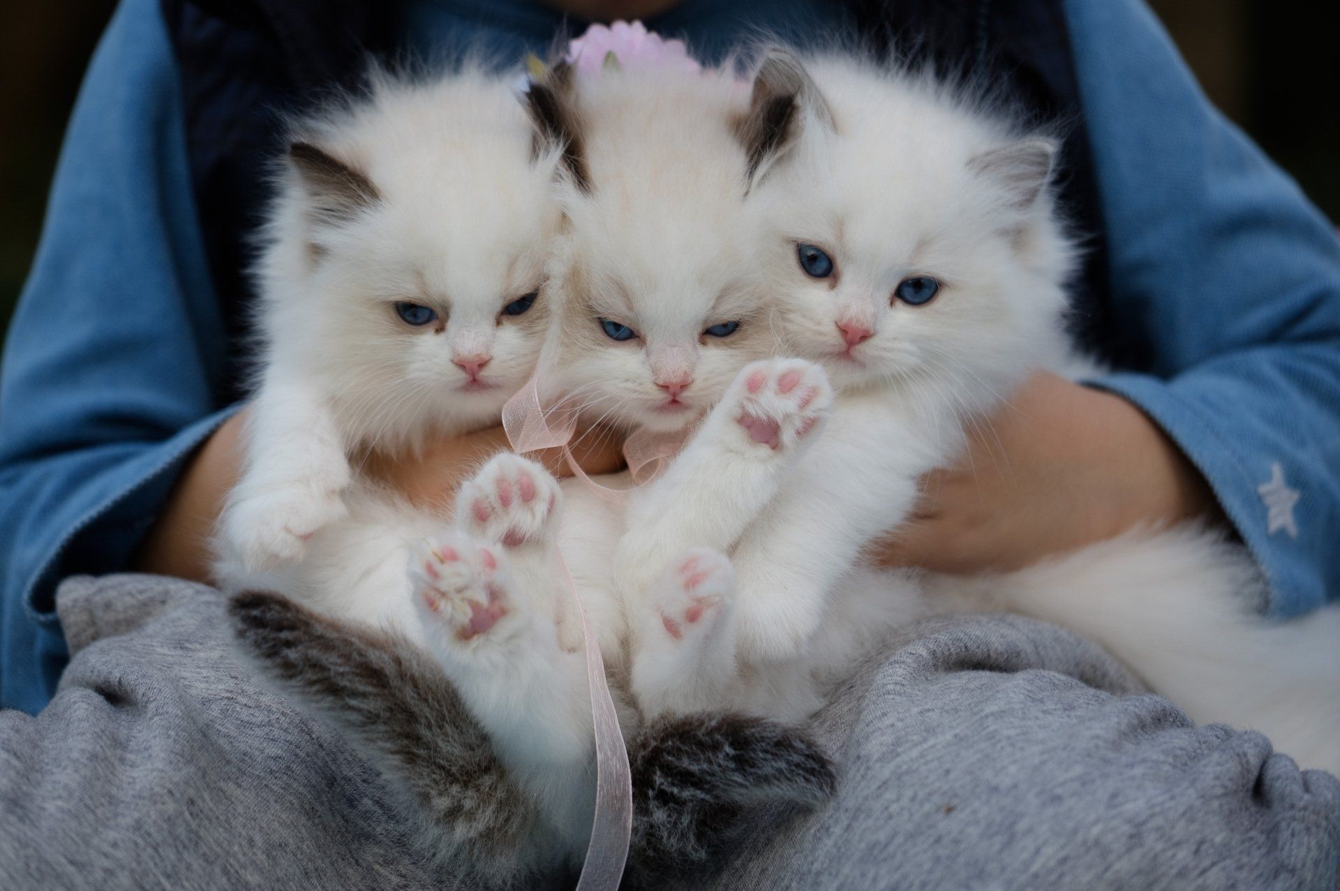 Kitten