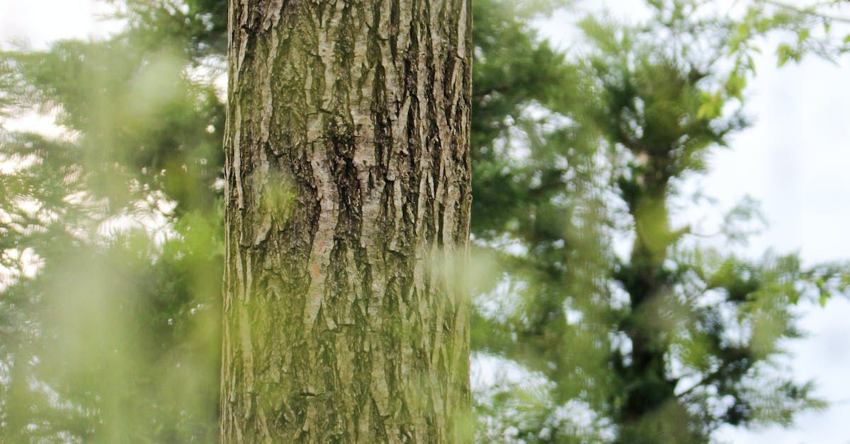 Tree Services in Austin Texas