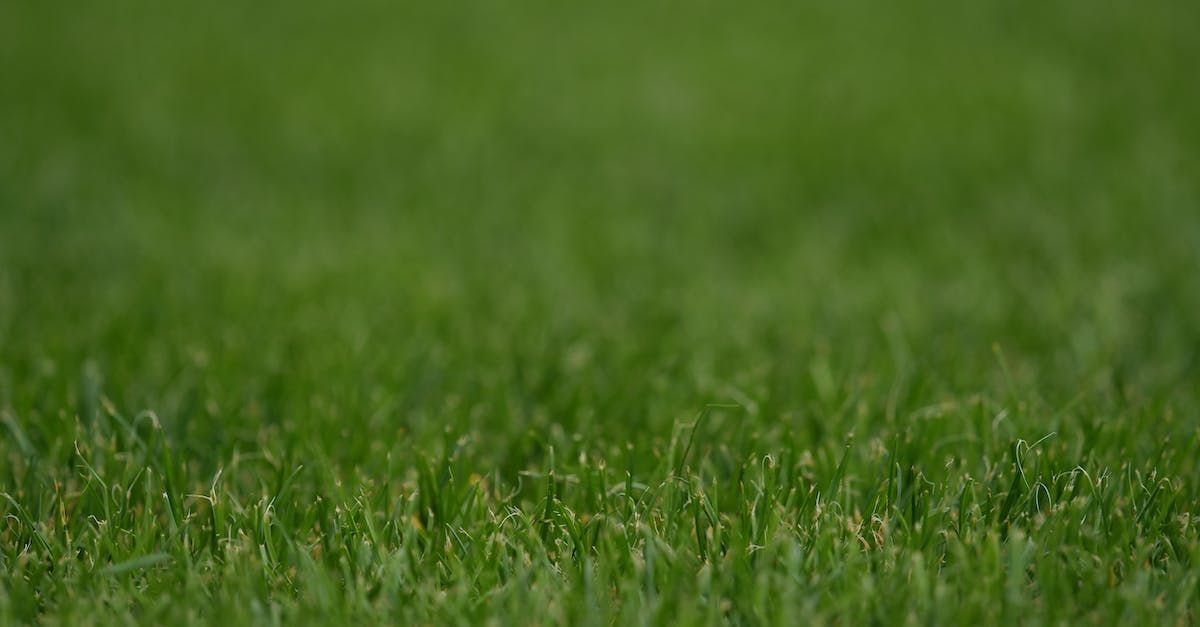 backyard turf