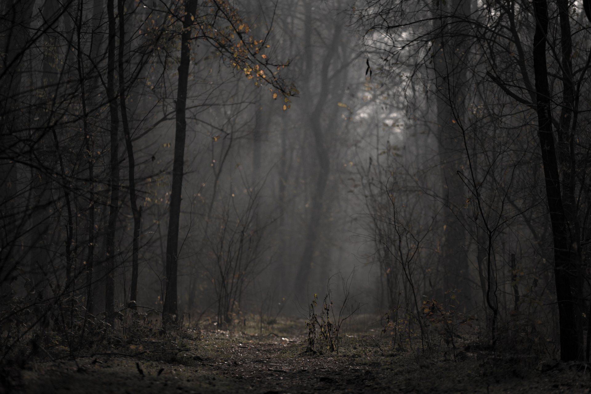 A dark and mysterious forest with fog