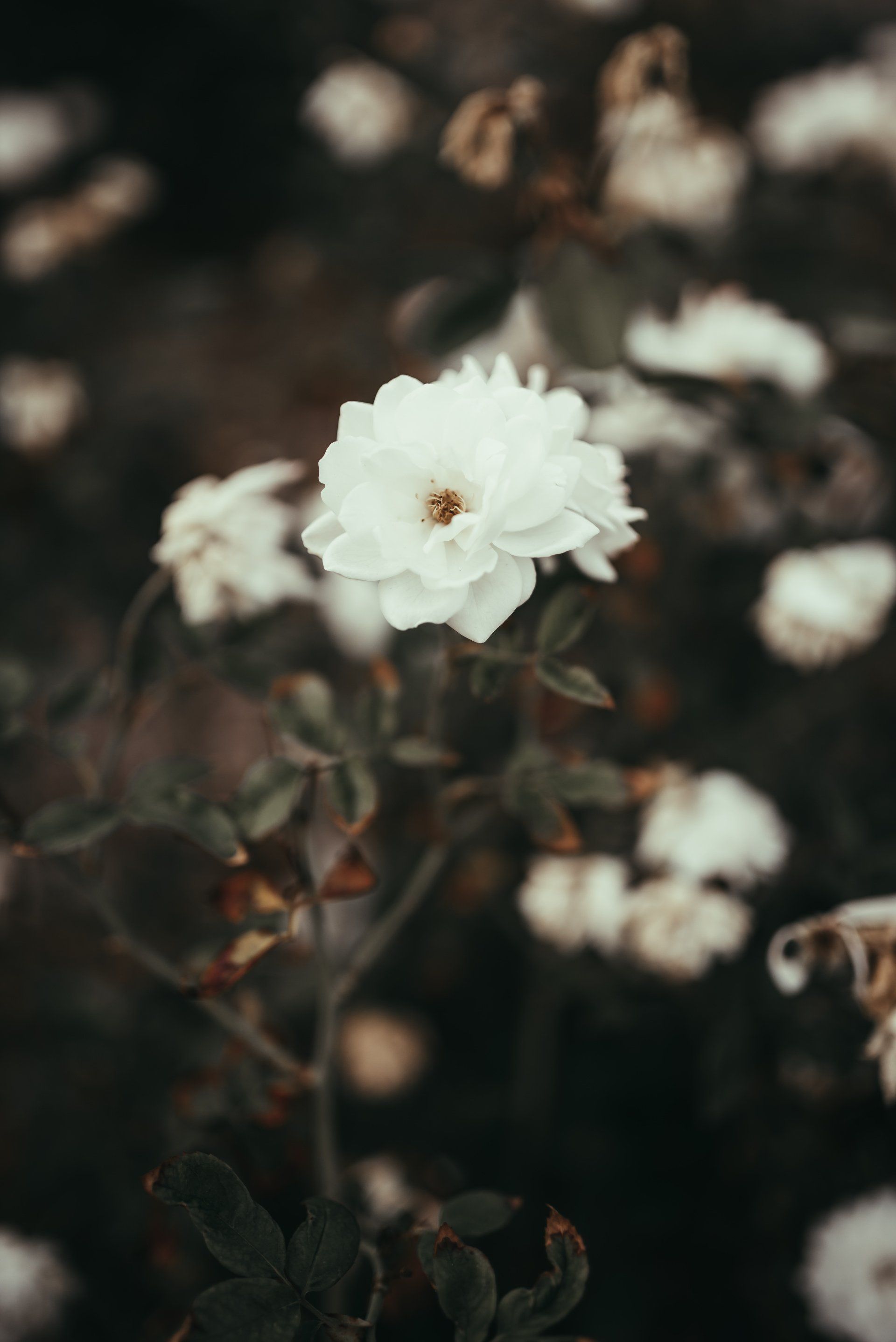 Send Flowers