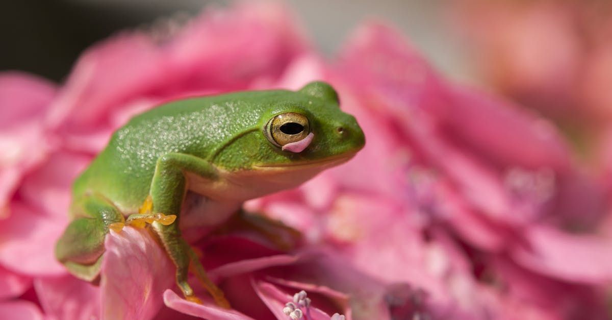 Green frog perched on pink hydrangea flowers.