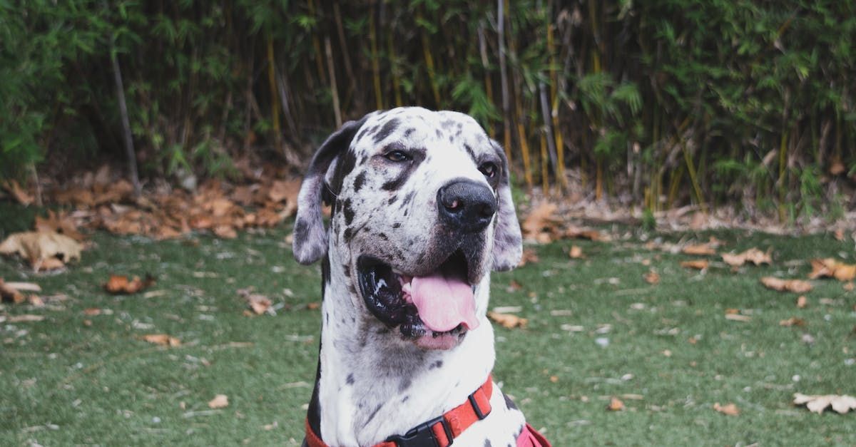 Dog Bathing | Land O Lakes, FL | The Fur Flipper by Gloria