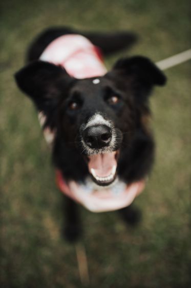 Puppy that is barking and trying to bite people