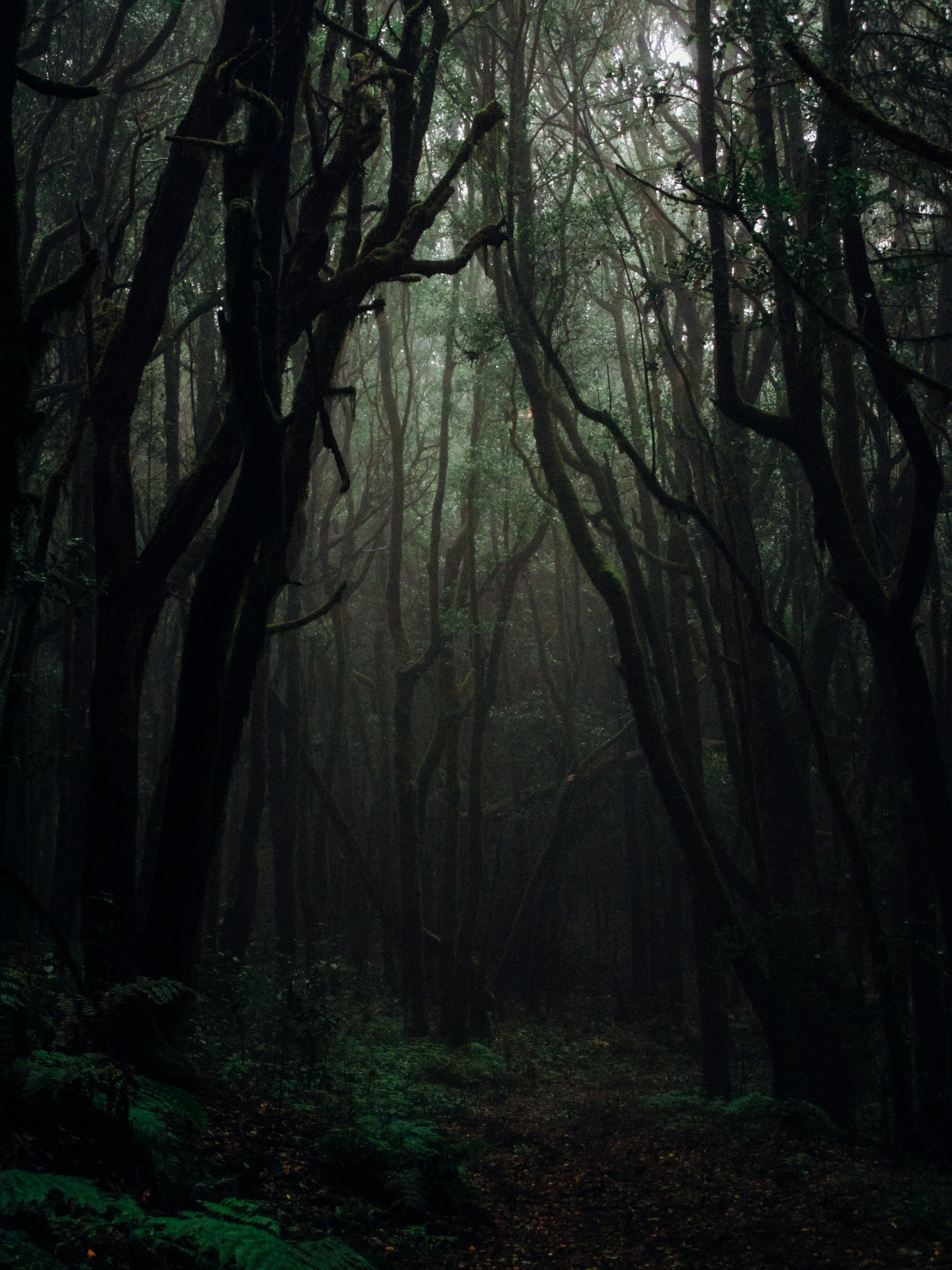 dark forest