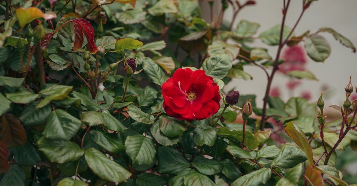 A beautiful red rose within a rose bush