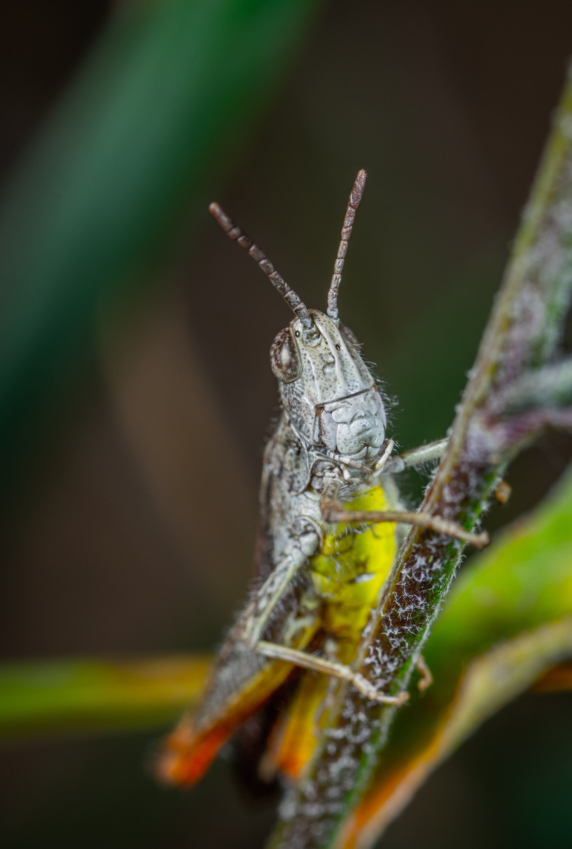 photo of a grasshopper