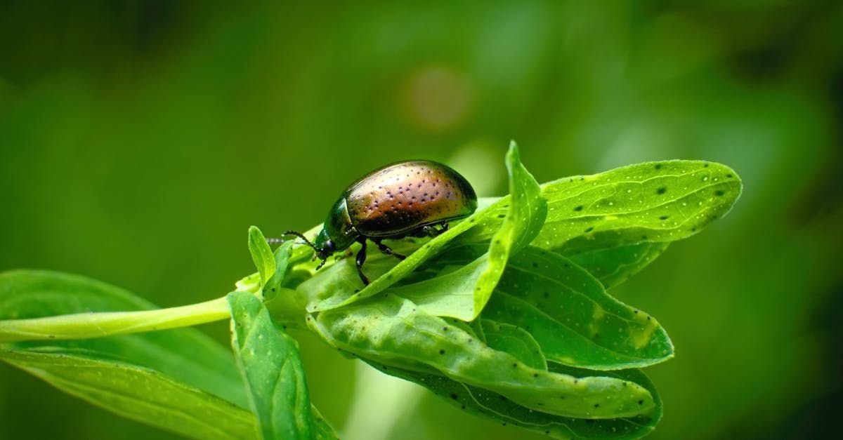 A close up of a bug sitting on top of a green leaf.