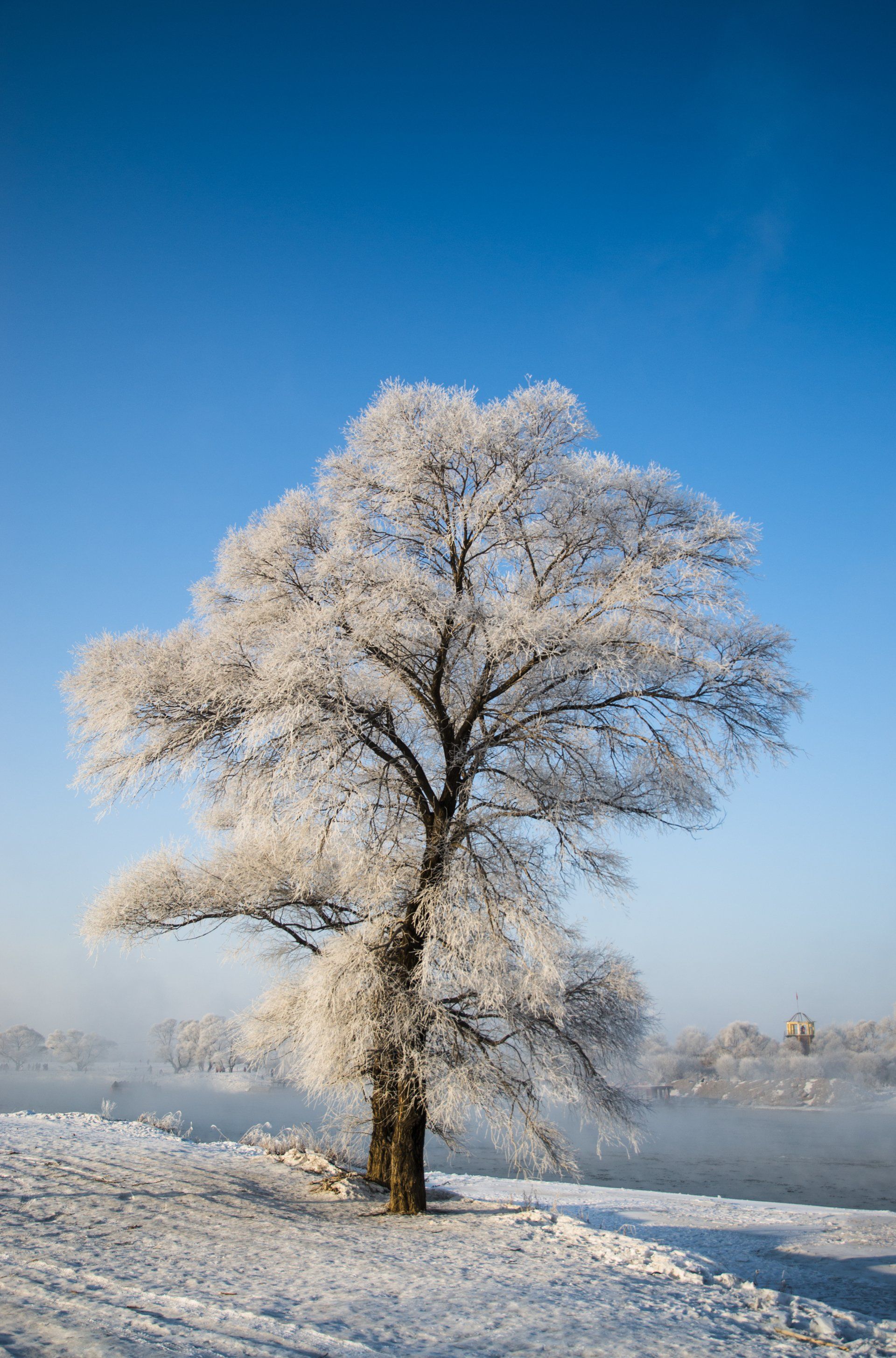 Best tree protection and winter tree care service 