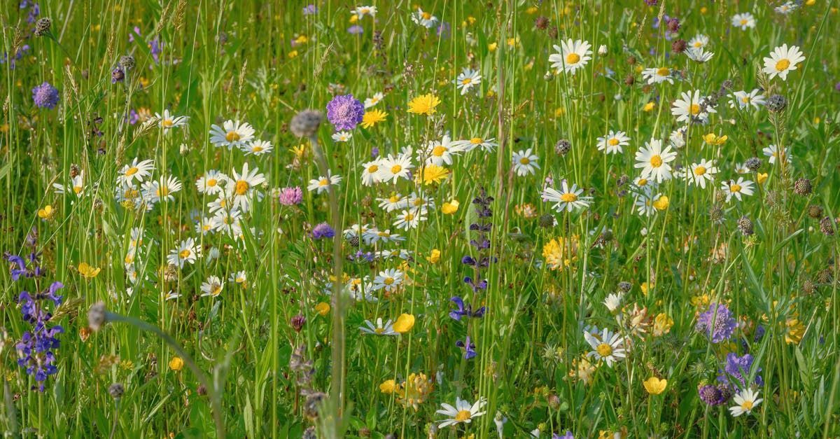 Welcome April - A Poem by Sue Cartwright, Spiral Leaf