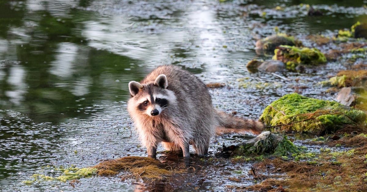 Raccoon standing in shallow water, looking towards the camera; wet fur, mossy bank.