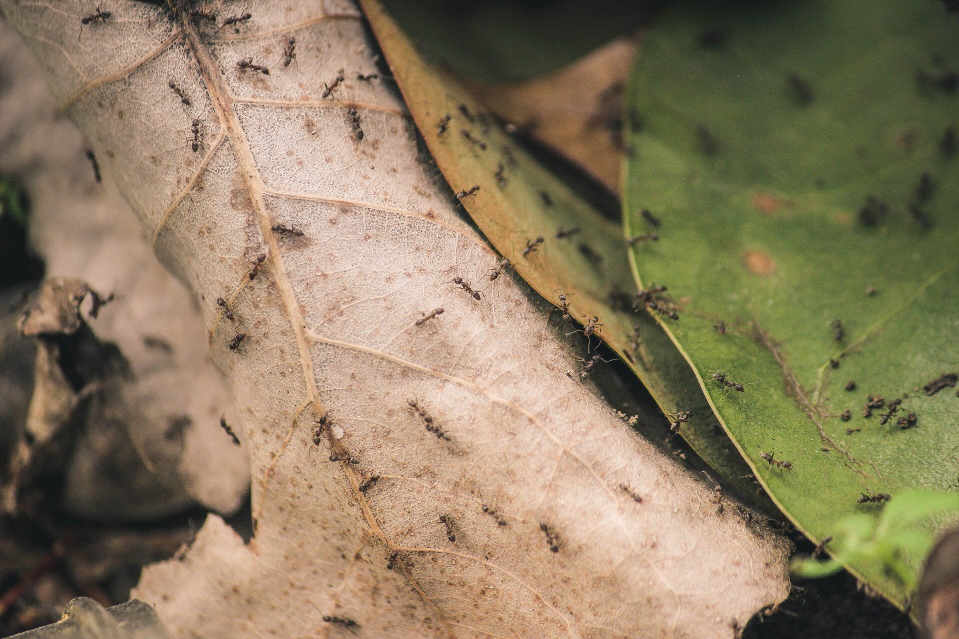 Picture of Ants.