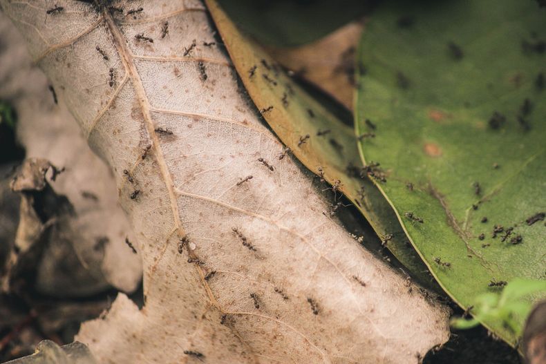 OutLook Pest Management general pest control services At OutLook Pest Management, we provide professional residential pest control