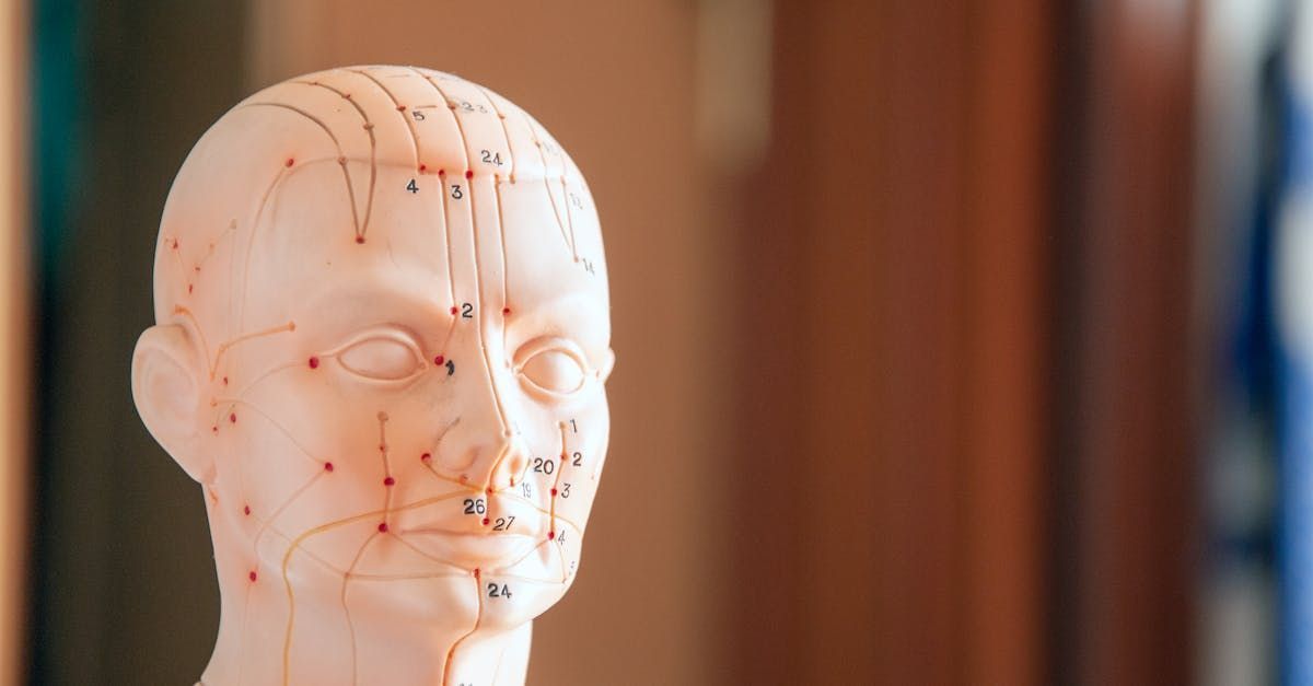 Anatomy model of a head, used for acupuncture practice, with visible meridian lines.