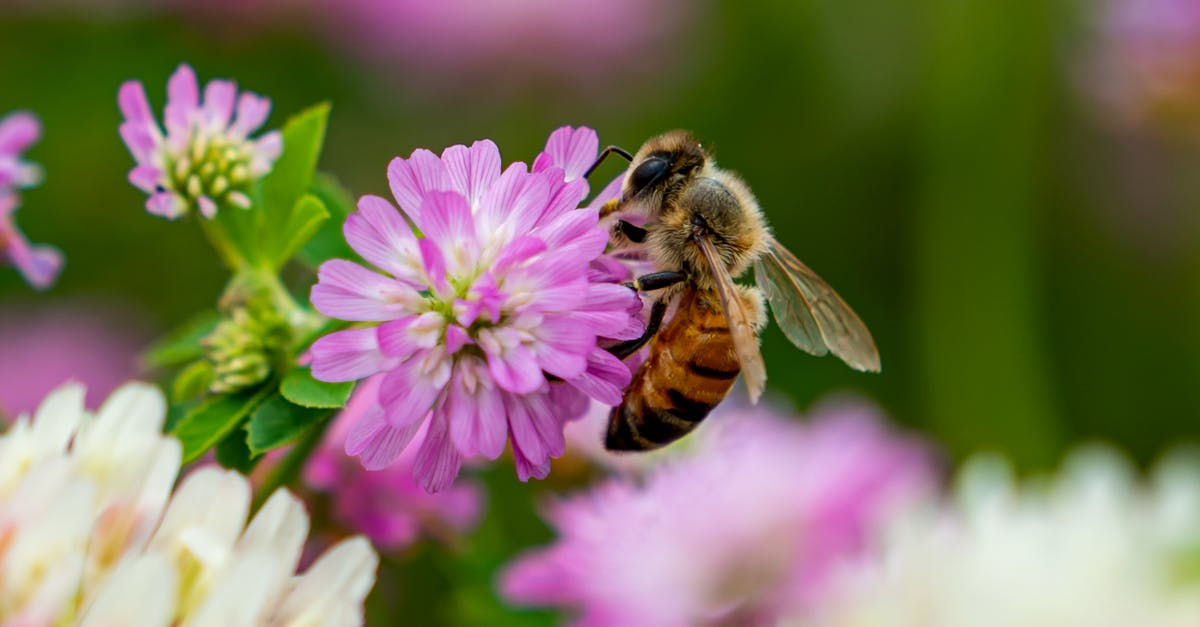 Bee polinating a flower