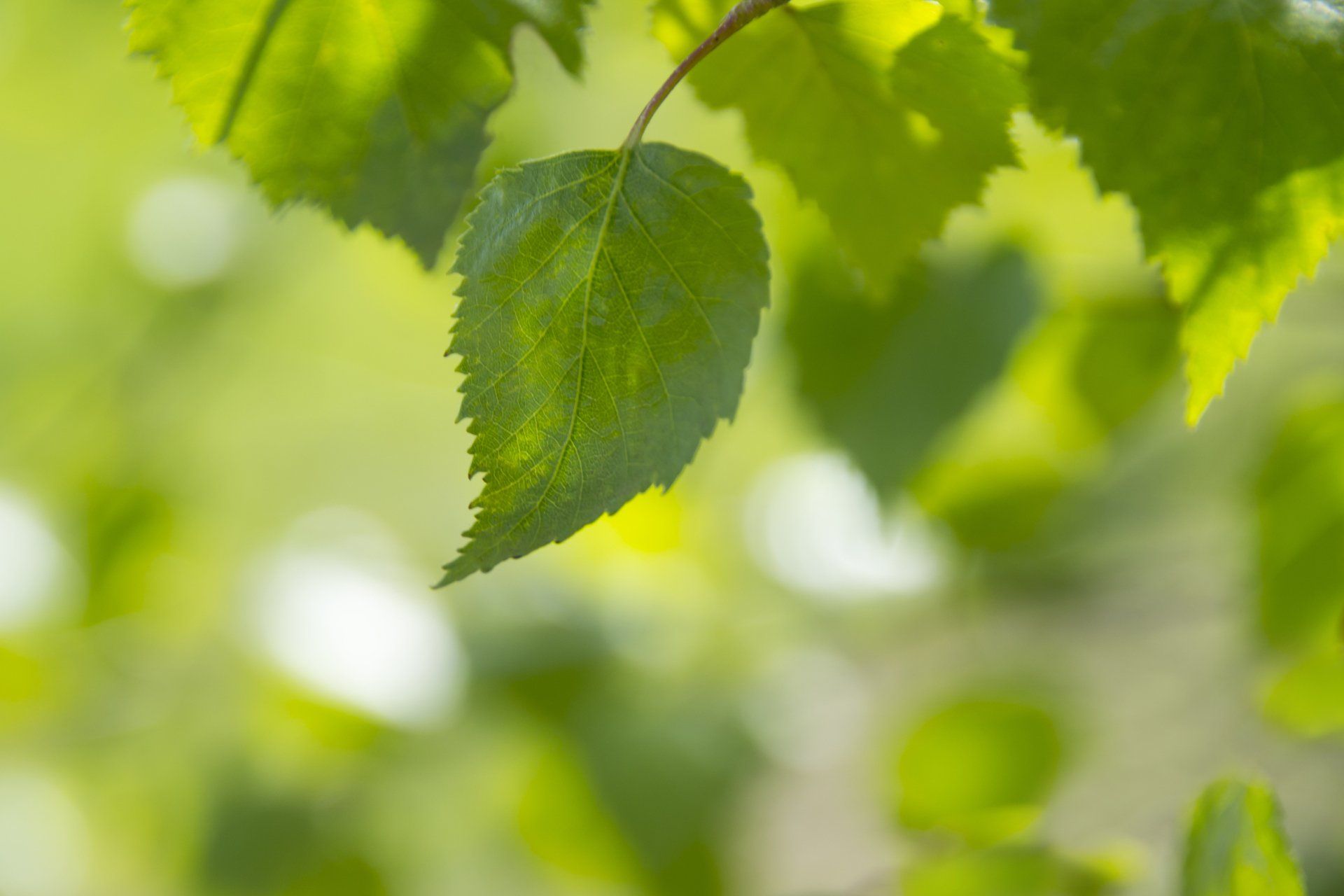 Take A Leaf - A Poem by Sue Cartwright, Spiral Leaf