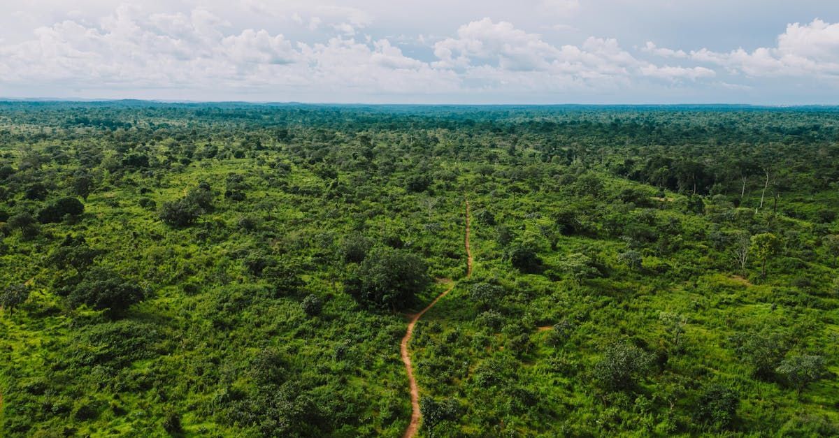 An aerial view of a lush green forest with a dirt road going through it.