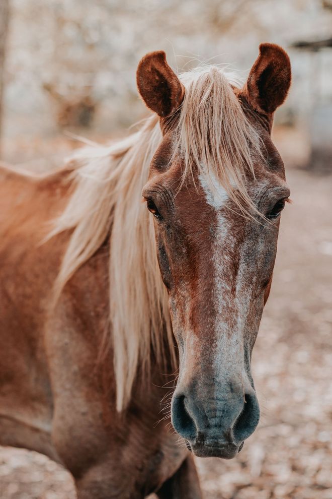 Close-up of a brown horse with a blond mane standing outdoors on a rocky path