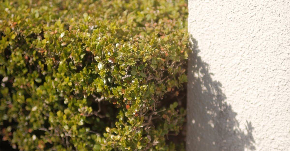 A bush is growing next to a white wall.